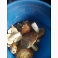 Лесные грибы