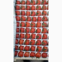 Продаю помидоры, сорта: 1955, Сабина, Ламия, Пембем (розовый)