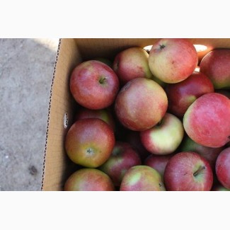Яблоки Бородинка оптом по доступным ценам от производителя