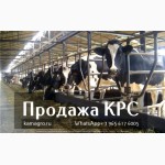 Продажа коров дойных, нетелей молочных пород в Санкт-Петербурге