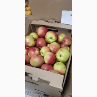 Продажа яблок собственного производства, Курская обл