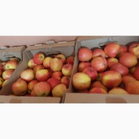 Продажа яблок собственного производства, Курская обл