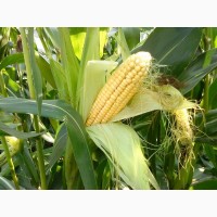 Гибриды семена кукурузы Делитоп (Сингента, Syngenta) ФАО210