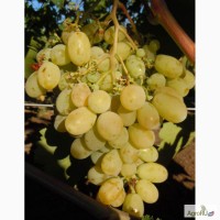 Саженцы и черенки винограда из тобольского наместничества