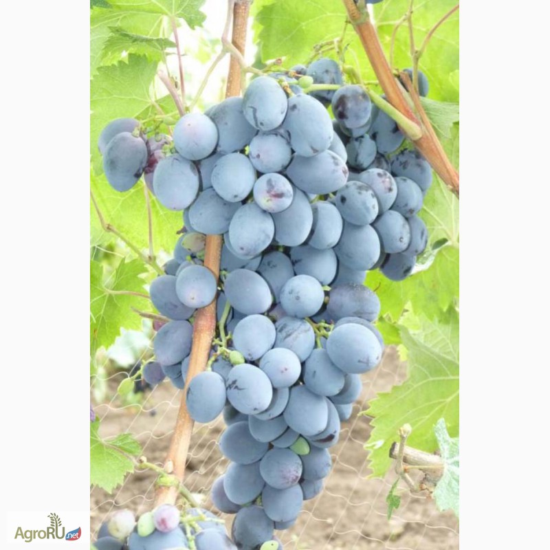Фото 2. Самые устойчивые и перспективные сорта винограда