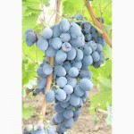 Самые устойчивые и перспективные сорта винограда