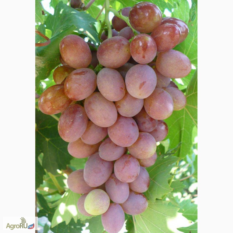 Фото 3. Самые устойчивые и перспективные сорта винограда