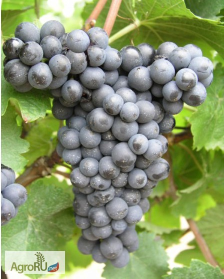 Фото 4. Самые устойчивые и перспективные сорта винограда
