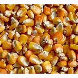Фуражное зерно в Костромской области: ячмень, пшеница, овес, кукуруза, шрот