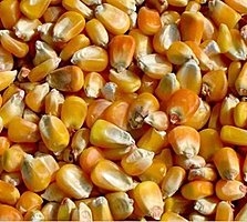 Фуражное зерно в Костромской области: ячмень, пшеница, овес, кукуруза, шрот