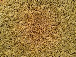Фото 2. Фуражное зерно в Костромской области: ячмень, пшеница, овес, кукуруза, шрот