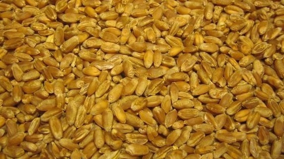 Фото 3. Фуражное зерно в Костромской области: ячмень, пшеница, овес, кукуруза, шрот
