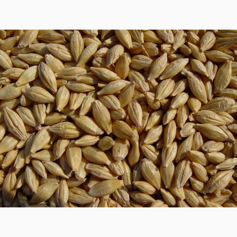 Фото 4. Фуражное зерно в Костромской области: ячмень, пшеница, овес, кукуруза, шрот
