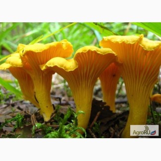 Продам свежие грибы лисички, белые грибы