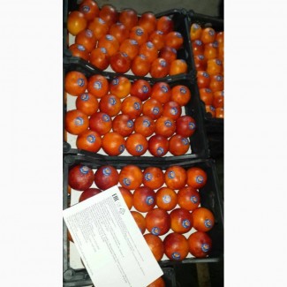 Продаем апельсины 1 категории из Сирии, сорт Красный Португальский