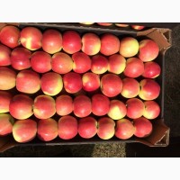 Яблоки молдавские Гала 65+/ 70+, оптом от производителя