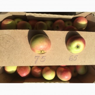 Продам яблоки, 1-2 сорт, айдаред, интерпрайз, гала, чемпион и др. (Производитель)