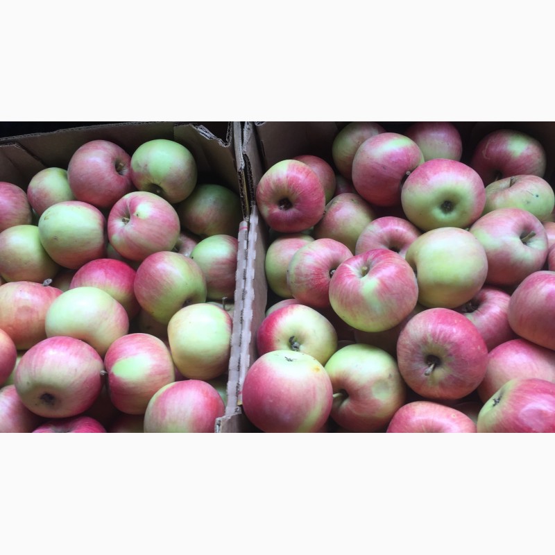 Фото 2. Продам яблоки, 1-2 сорт, айдаред, интерпрайз, гала, чемпион и др. (Производитель)