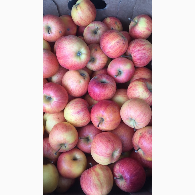 Фото 3. Продам яблоки, 1-2 сорт, айдаред, интерпрайз, гала, чемпион и др. (Производитель)