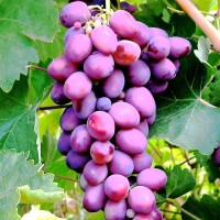 Виноград черенки