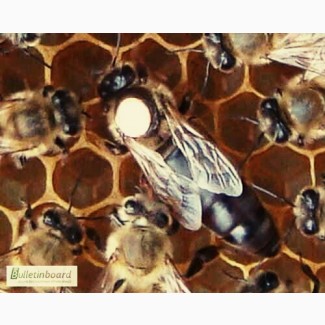 Пчелопакеты пчеломатки Санкт-Петербург