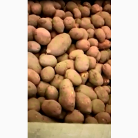 Картофель Скарб в оптом от 20, 000 тонн