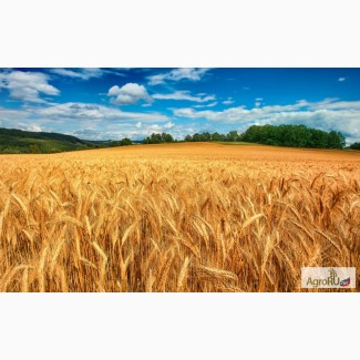 Продаем пшеницу 5 класса (фураж)