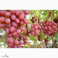 Саженцы и черенки винограда из собственного питомника