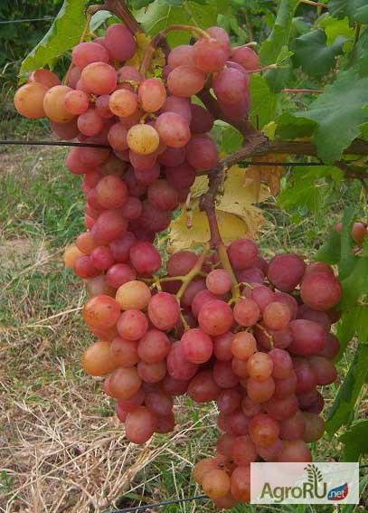 Фото 2. Саженцы и черенки винограда из собственного питомника