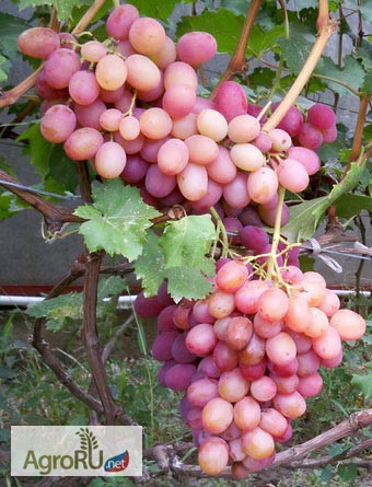 Фото 3. Саженцы и черенки винограда из собственного питомника