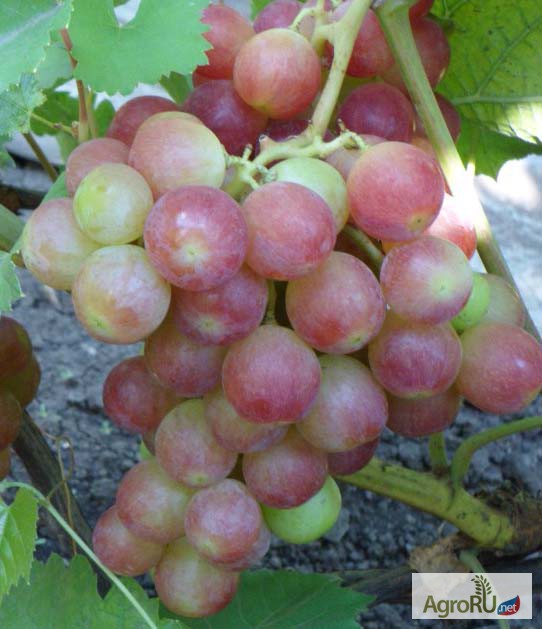 Фото 4. Саженцы и черенки винограда из собственного питомника