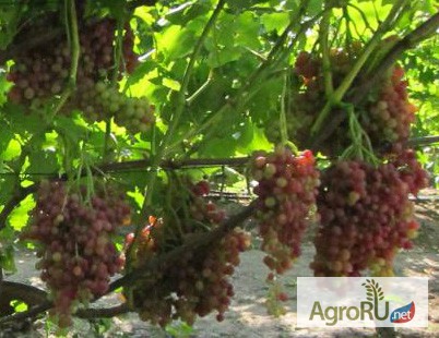 Фото 5. Саженцы и черенки винограда из собственного питомника