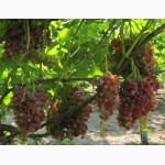 Саженцы и черенки винограда из собственного питомника
