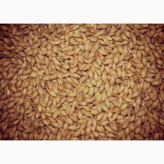 Кормовое зерно с доставкой в Ленинградскую область: ячмень, пшеница, овес, кукуруза, шрот