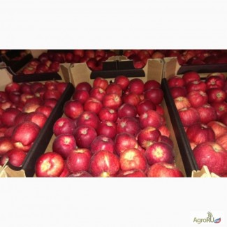 Яблоки оптом калиброванные, сортированные от прямого импортера со склада в Москве