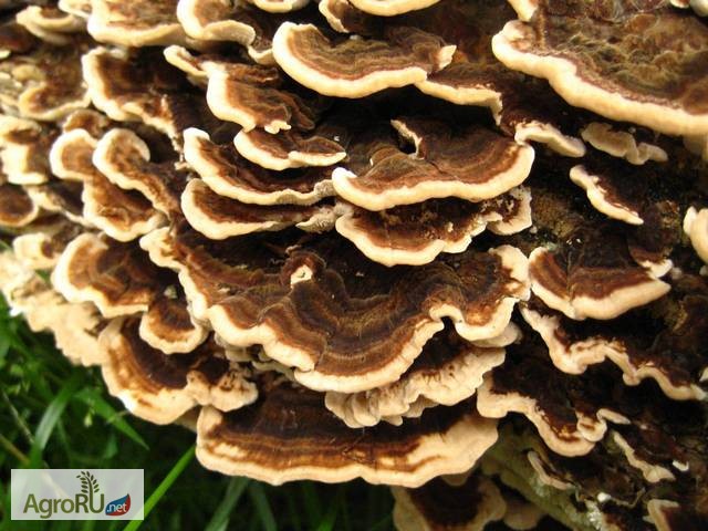 Фото 2. Продам грибы Рейши, Траметы, Агаарикус и тд