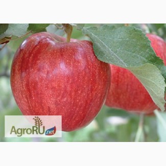 Продам яблоко свежее урожай 2017 Сербия