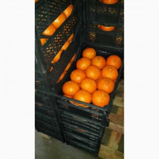 Продаем апельсины 1 категории из Сирии, сорт Valencia, сорт Navel