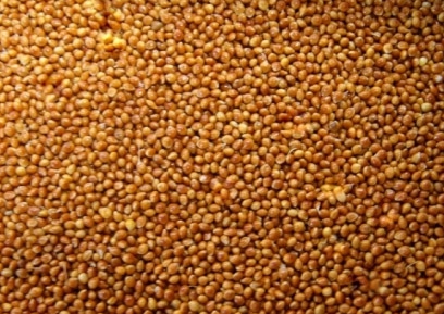 Зерно для с/х животных в Московской области: ячмень, пшеница, овес, кукуруза, шрот