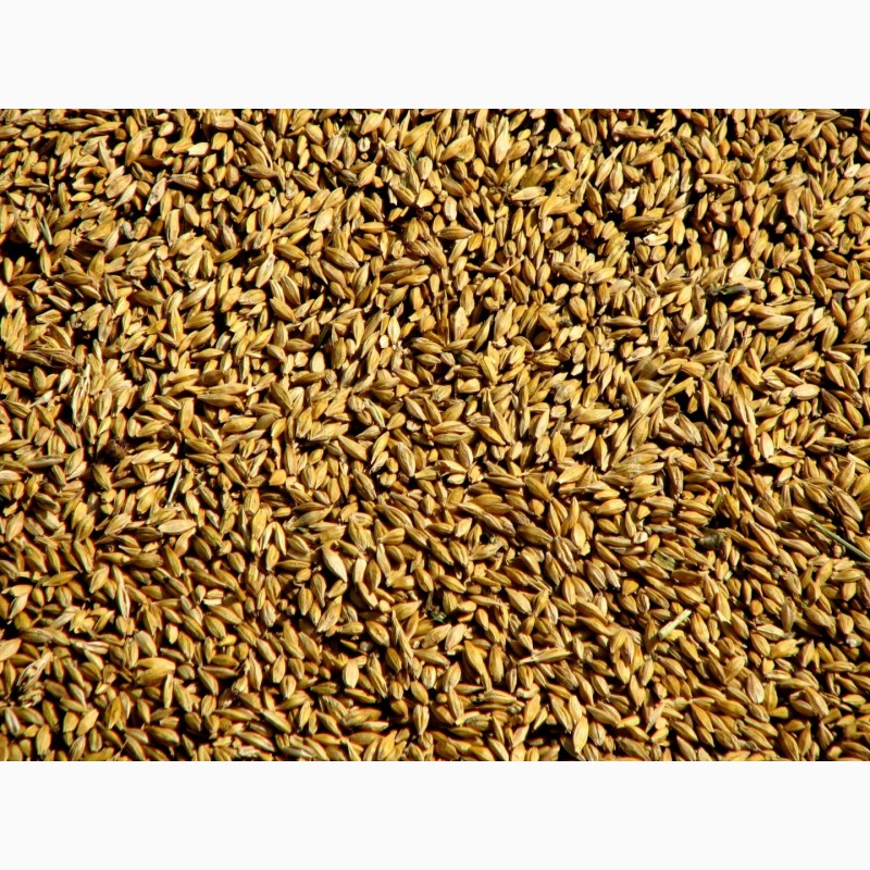 Фото 4. Зерно для с/х животных в Московской области: ячмень, пшеница, овес, кукуруза, шрот