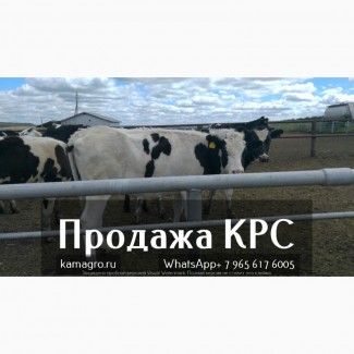 Продажа коров дойных, нетелей молочных пород в Новосибирск