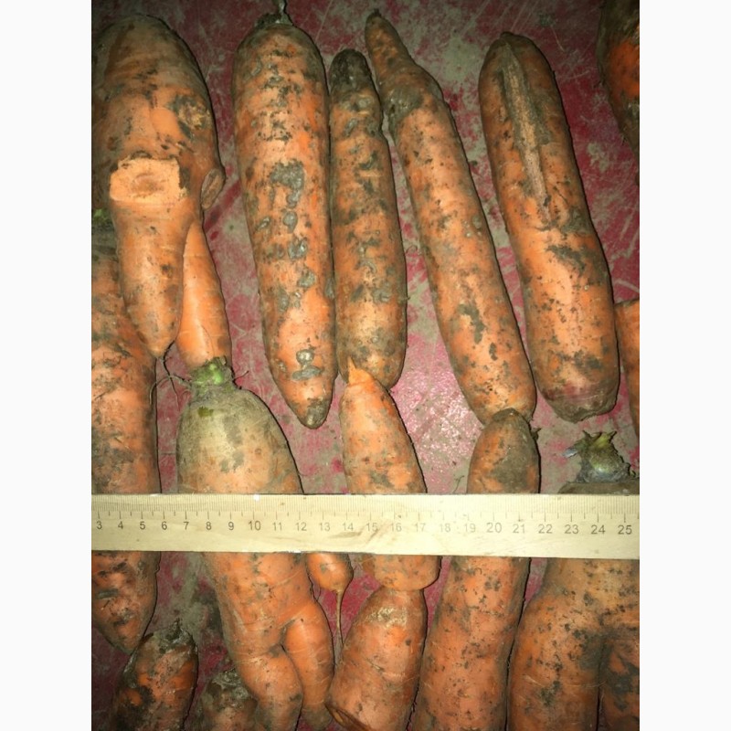Фото 3. Продаем морковь некондицию