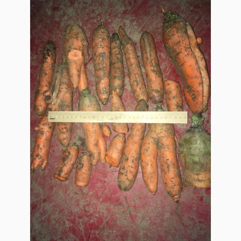 Фото 4. Продаем морковь некондицию
