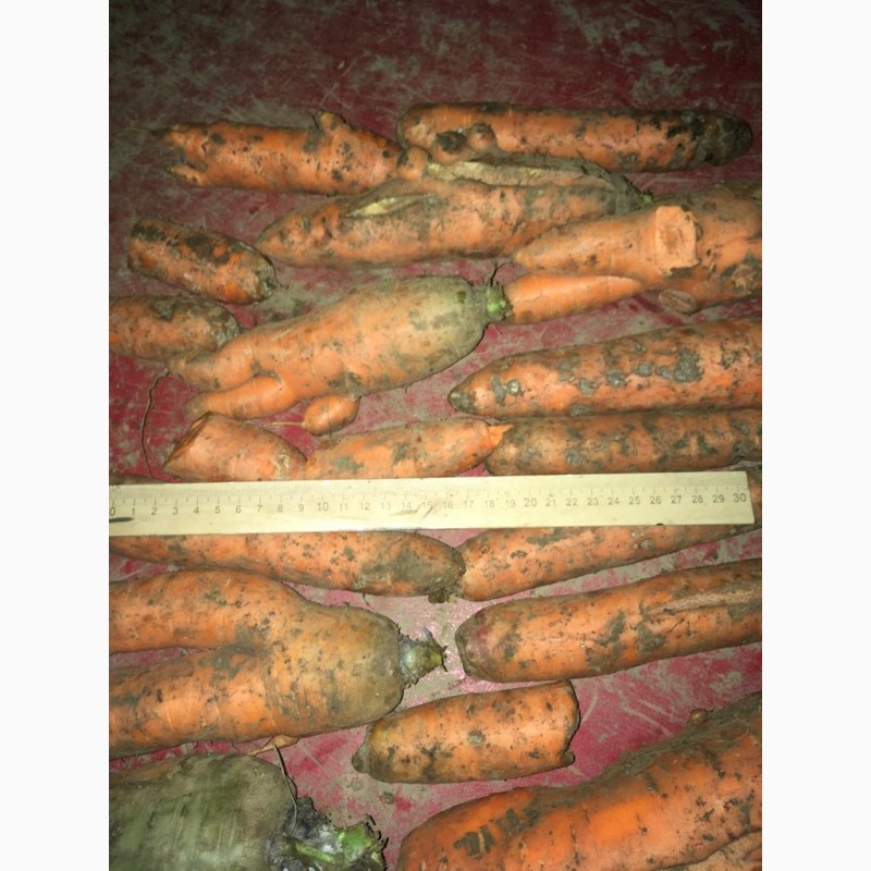 Фото 5. Продаем морковь некондицию