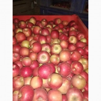 Яблоки оптом от производителя в большом объеме