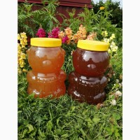 Мёд Алтайский. Урожай 2020 года
