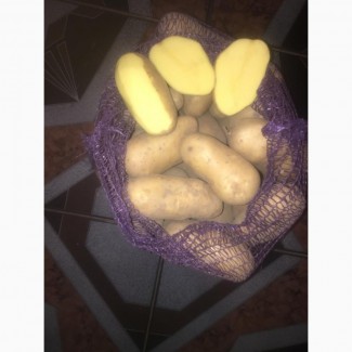 Картофель оптом из Брянской области