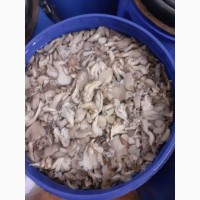Продам грибы Вешенка солено-отварные