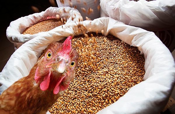 Фото 4. Фермерское хозяйство реализует свежее, диетическое куриное яйцо