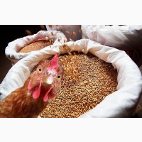 Фермерское хозяйство реализует свежее, диетическое куриное яйцо